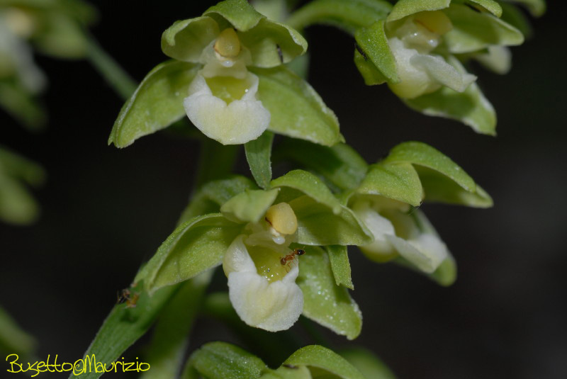 Epipactis purpurata Sm.1828 - scura,chiara(?)